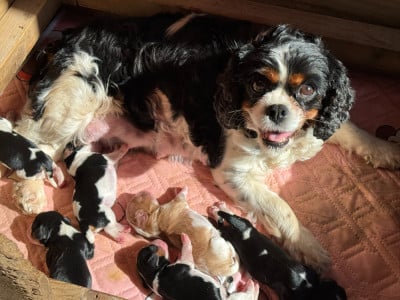 Rêve Du Coeur Des Terres