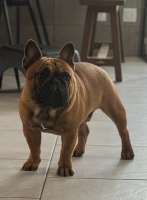 Étalon Bouledogue français - ALBERT The Kingdom Of The Little Red Kings