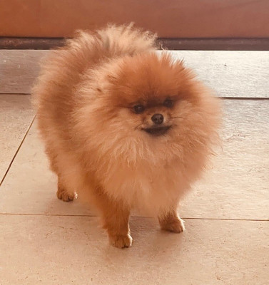 Étalon Spitz allemand - agusta von Deïs-orchideüs