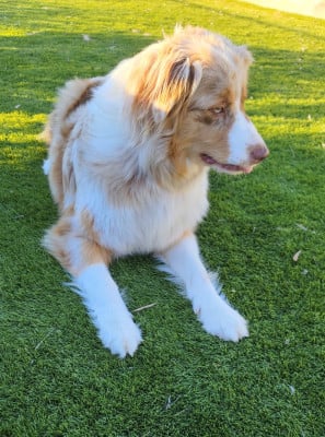 Étalon Berger Australien - Vanille (Sans Affixe)