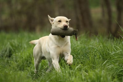 Étalon Labrador Retriever - CH. RAGNAR Des Tourbieres De La Souche