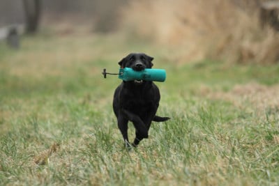 Étalon Labrador Retriever - TAIGA Des Tourbieres De La Souche