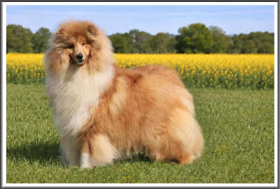 Étalon Colley à poil long - A Kind of Magic du bois des amazones