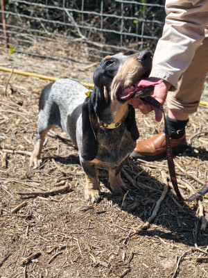 Étalon Basset bleu de Gascogne - Auguste Du Clos De Brignagues