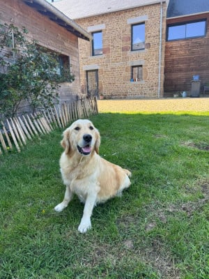 Étalon Golden Retriever - Vans De La Lisardière