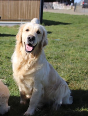 Ubbie De La Lisardière