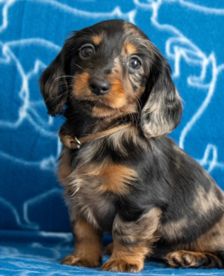 Étalon Teckel poil long - ARLEQUINE Des Anges De L'apocalypse