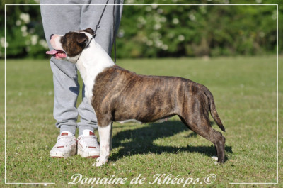 Étalon American Staffordshire Terrier - UNA STORIA IMPORTANTE du Domaine de Kheops