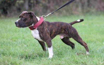 Étalon Staffordshire Bull Terrier - Sancho los guardas espaldas