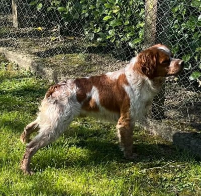 Étalon Epagneul Breton - Vegas Du Chemin De La Minoterie