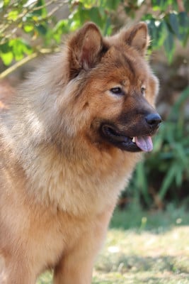 Étalon Eurasier - Velia Pixiggy des Legendes de Retz