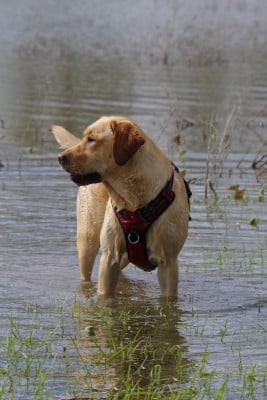 Étalon Labrador Retriever - Typha Des Bords De L'Aubance