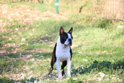Étalon Boston Terrier - A King From Our Jack Du Rocher Des Ducs
