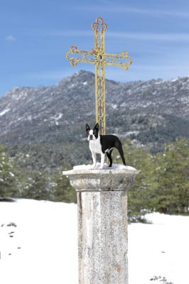 Étalon Boston Terrier - Chan Chue Up To Her