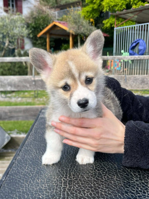 Étalon Welsh Corgi Pembroke - Berangère De Mendiburua