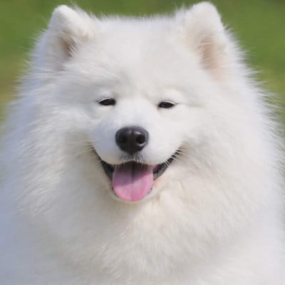 UNKA du chemin de la belle etoile