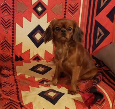 U'Pixie Caemoors Mighty