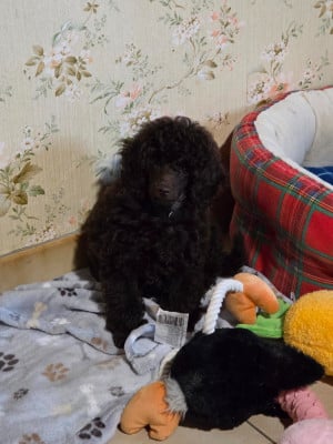 Étalon Caniche - bridgerton à l'Ombre des Magnolias