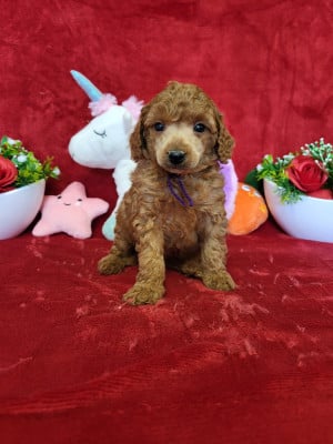 Étalon Caniche - altesse du domaine de Std Gladyce