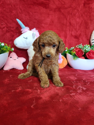 Étalon Caniche - ambroise du domaine de Std Gladyce