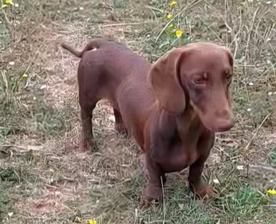 MAGIC GOLDGODS COOPER