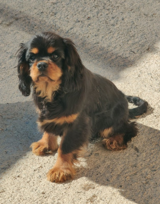 Étalon Cavalier King Charles Spaniel - Aiko Du Souvenir Des Dicks