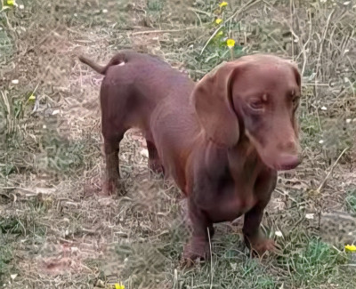 Étalon Teckel poil ras - magic goldogs COOPER