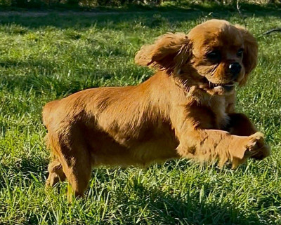 Étalon Cavalier King Charles Spaniel - Angel Du Souvenir Des Dicks