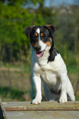 Étalon Jack Russell Terrier - Apple Des Terriers Du Large