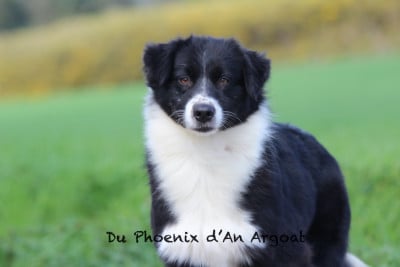 Étalon Berger Australien - Vawaa the third of a kind Du Phoenix D'an Argoat