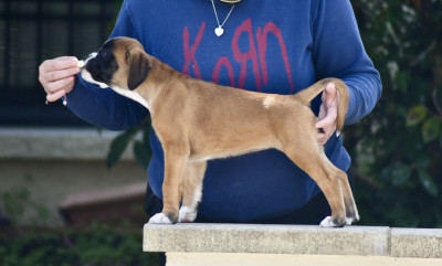 Étalon Boxer - Baya de Bellemanie