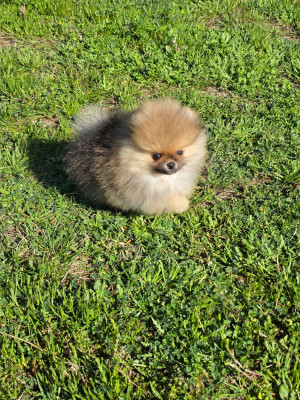 Étalon Spitz allemand - Bestie Des Poms Poms Girls