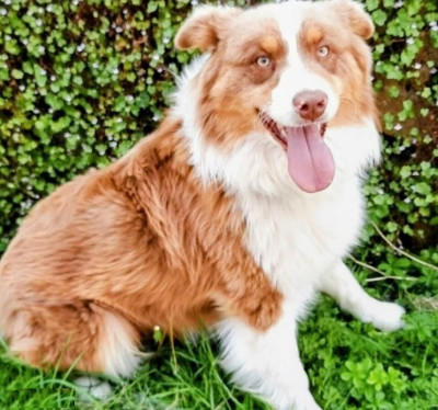 Étalon Berger Australien - USTER-Golden-Lady de gens de garonne