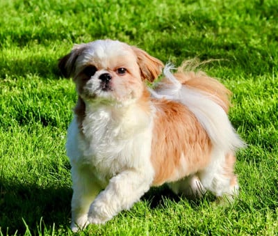 Étalon Shih Tzu - Victoire De La Baronnerie Des Cuillerdier