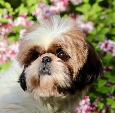 Vanille-fraise De La Baronnerie Des Cuillerdier