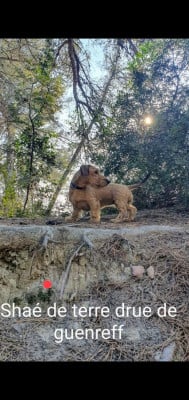 shaé from lorath de terre drue de guenreff