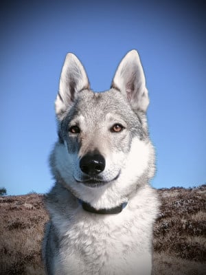 Étalon Chien-loup tchecoslovaque - Shadow (Sans Affixe)