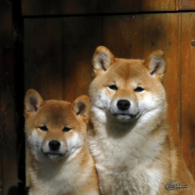 Étalon Shiba - ATSUYA of three love angel