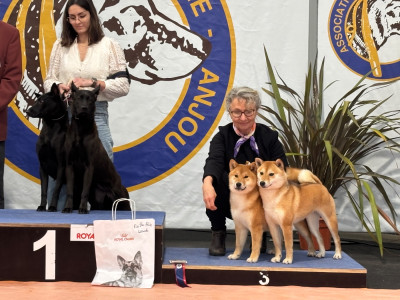 Étalon Shiba - Hinata go you djenima