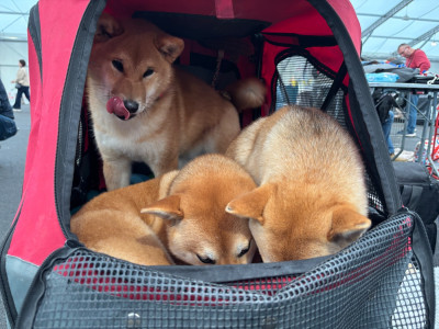 Étalon Shiba - ANYA of three love angel