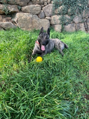 Étalon Berger hollandais - CH. Uma du domaine de Tanaris