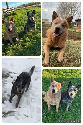 Étalon Bouvier australien - De L'Etang De La Couarche RINGAROOMA PIANA BLUE