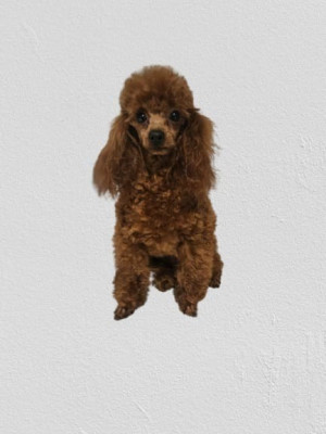 Étalon Caniche - ULANE Du Domaine De La Vallée Heureuse