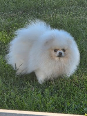 Étalon Spitz allemand - Belosnezhnyy favorit Vel ma