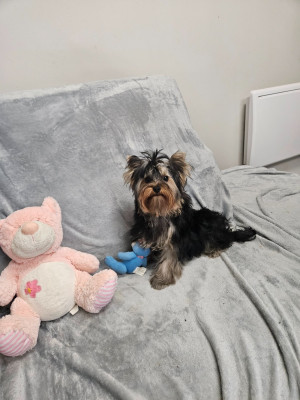 Étalon Yorkshire Terrier - MADE IN MEASURE REY BAN MADE IN MEASURE BAMBOLA