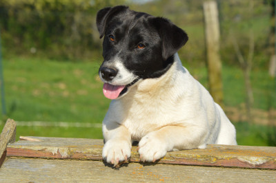 Étalon Jack Russell Terrier - AD VITAM Des Terriers Du Large