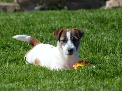 Étalon Jack Russell Terrier - AÏA Des Terriers Du Large