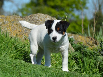 Étalon Jack Russell Terrier - ANGGUN Des Terriers Du Large