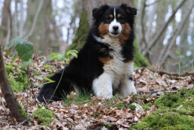 Étalon Berger Australien - V'KILLER QUEEN ALMA des Gardiens d'Hadès