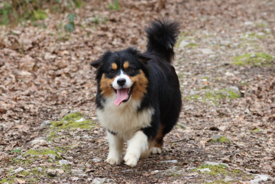 Étalon Berger Australien - VWE ARE THE CHAMPIONS TAMPA des Gardiens d'Hadès